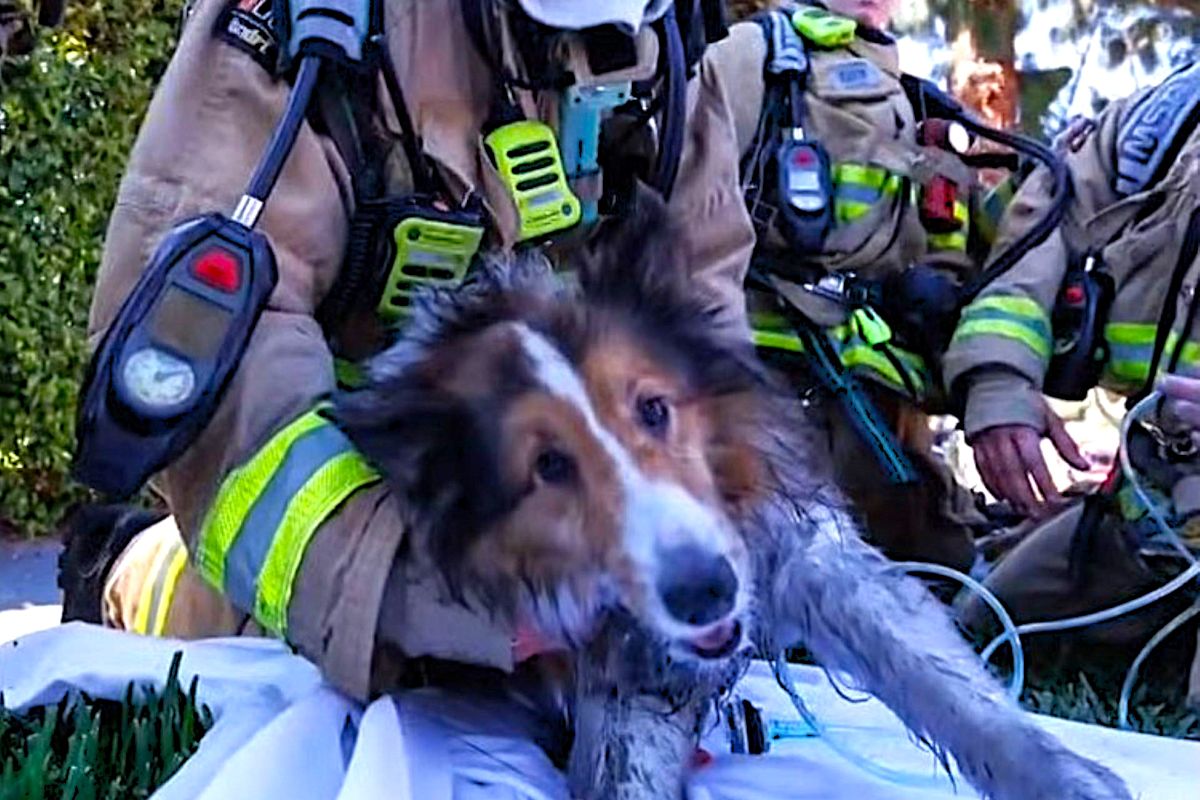 California Sheltie found unconscious in house fire reunites with firefighters who brought him back