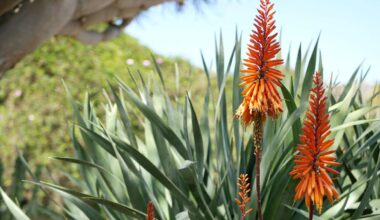 California growers turn to agave as groundwater limits squeeze San Joaquin Valley farms