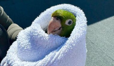 Colorful parrot rescued in San Francisco