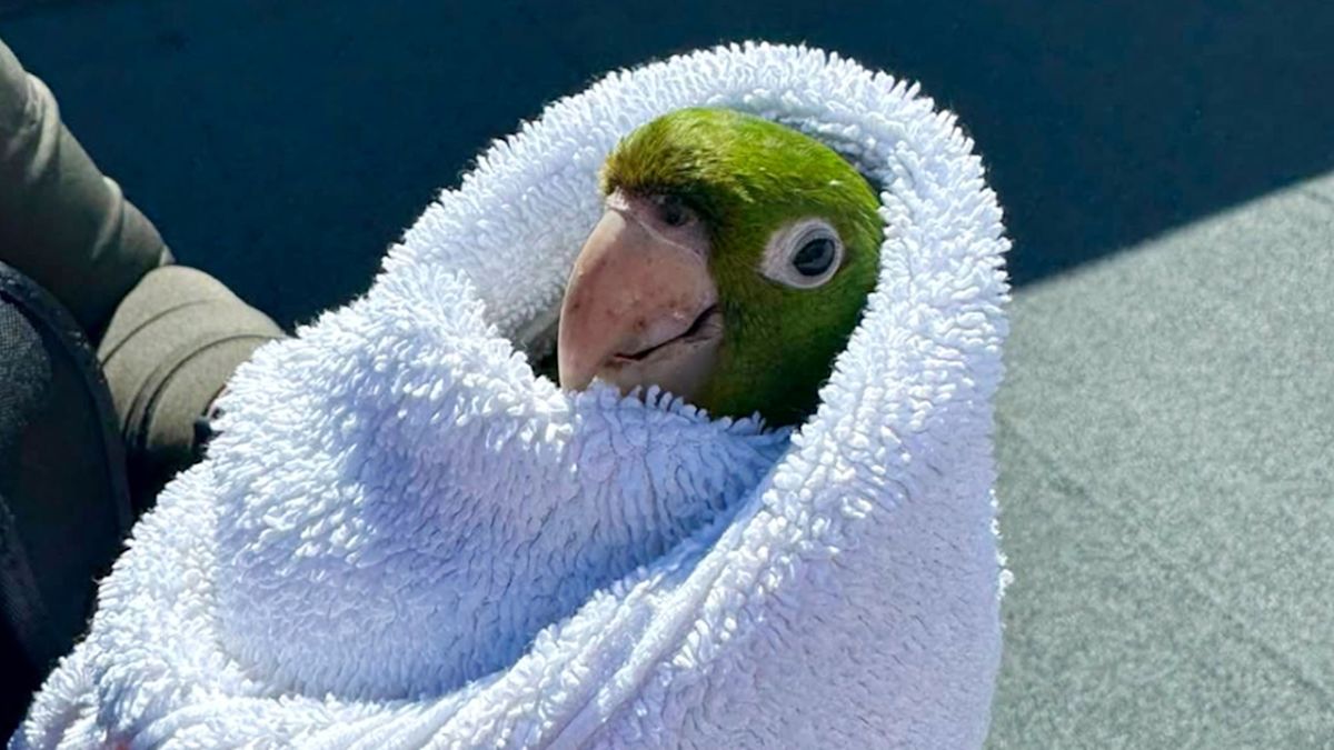 Colorful parrot rescued in San Francisco
