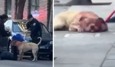 Pit Bull Drenched with Blood After Mauling Woman in San Francisco