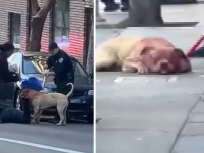 Pit Bull Drenched with Blood After Mauling Woman in San Francisco