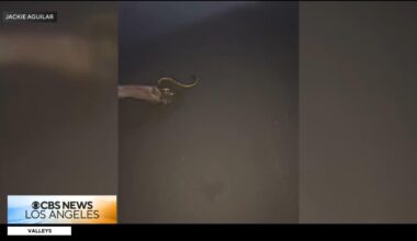 Venomous sea snake makes rare appearance at California beach