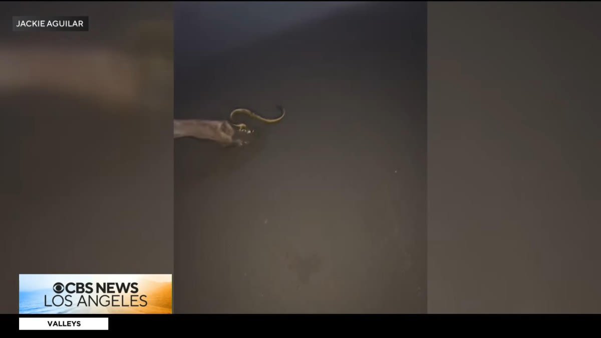 Venomous sea snake makes rare appearance at California beach