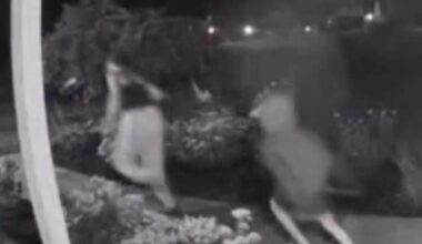 Oakland County porch pirates caught on camera stealing packages, police investigating