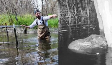 Oakland University's beaver deceiver is Michigan's first pond leveler that solves dam flooding