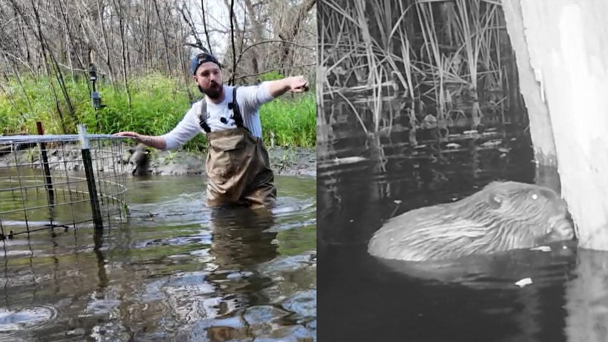 Oakland University's beaver deceiver is Michigan's first pond leveler that solves dam flooding