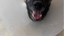A Sheriff's K-9 named Nike smiling at the camera as he is recovering after getting stabbed in the face by a violent suspect in Escondido, Sep. 5, 2026.