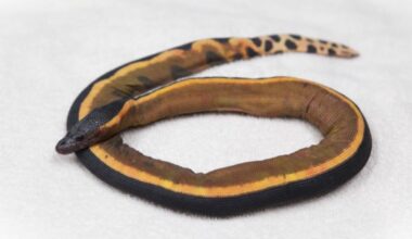 Rare Sea Snakes, Tropical Fish Could Turn Up Along OC Coast During El Niño