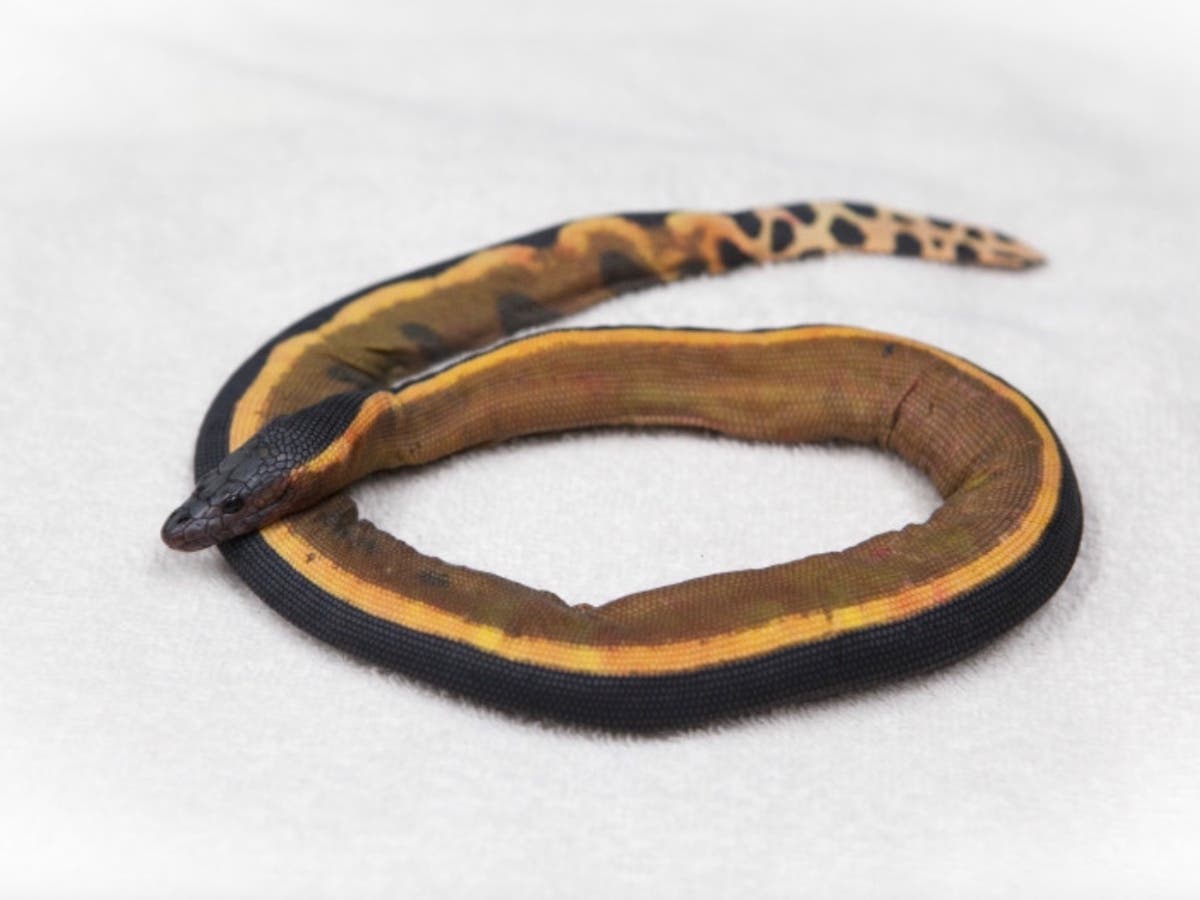 Rare Sea Snakes, Tropical Fish Could Turn Up Along OC Coast During El Niño