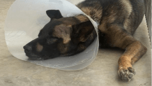 A Sheriff's K-9 named Nike recovering after getting stabbed in the face by a violent suspect in Escondido, Sep. 5 2026.