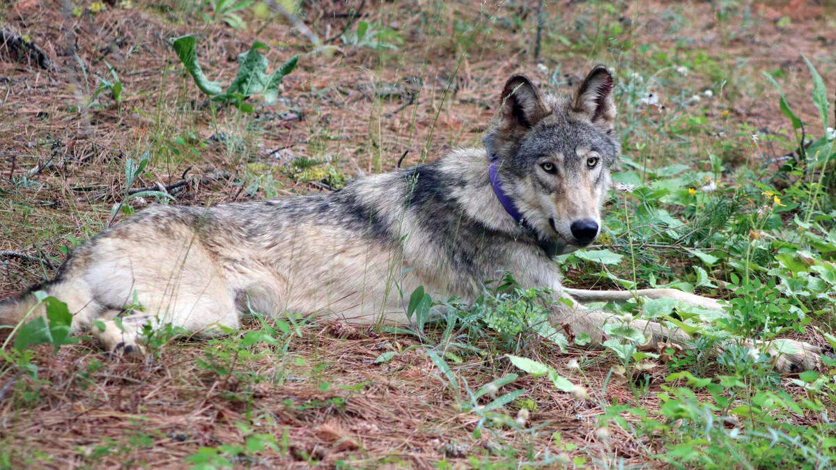 OR-93, an Oregon gray wolf tracked by GPS collar into California, is seen in February 2021 after crossing into Yosemite National Park. Like the wolf recently spotted in northern Lake County, OR-93 demonstrated how far dispersing wolves can travel beyond established pack territories.