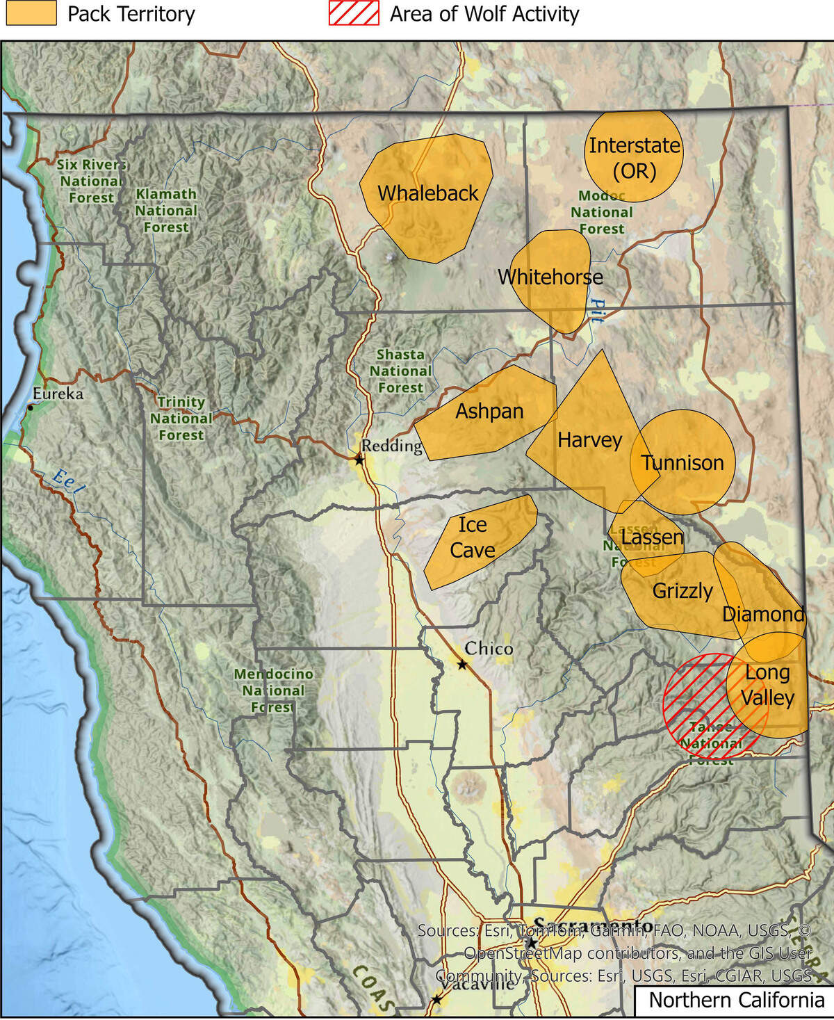 A California Department of Fish and Wildlife map from July 2026 shows known gray wolf pack territories concentrated in northeastern California, largely east of Interstate 5. The recent sighting in northern Lake County occurred well west of those established packs, in the Mendocino National Forest. The map does not show dispersing wolves, whose movements can range far beyond established territories.