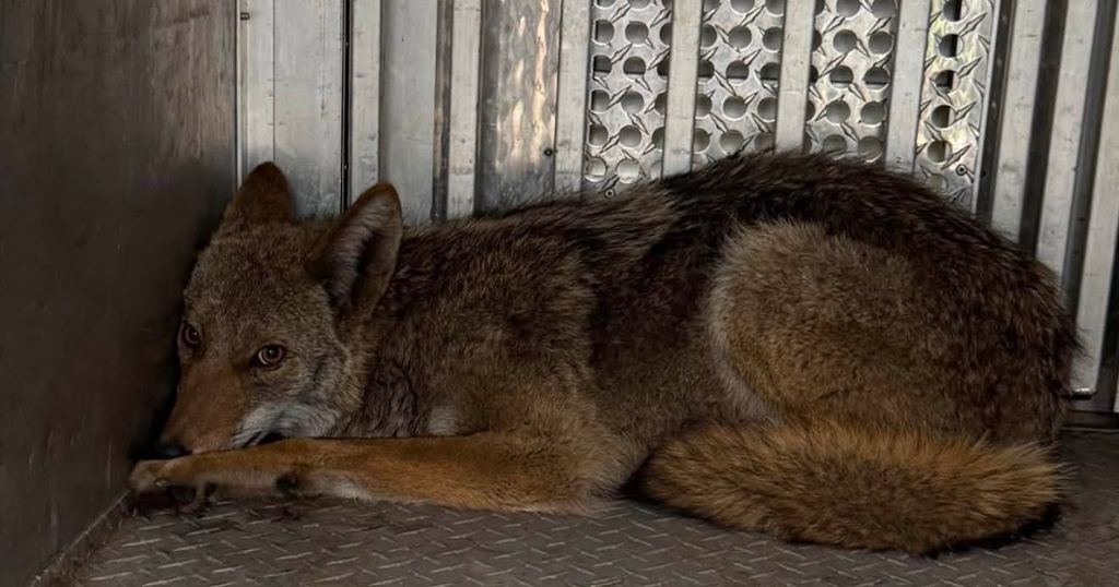 Coyote rescued after getting stuck between 2 walls in Pittsburgh