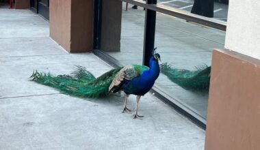 Feathered Mascot ‘Kevin’ Inspires Peacock Crossing Signs, Bumper Sticker In Oakland