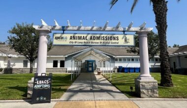 Long Beach animal shelter survives the 2027 budget