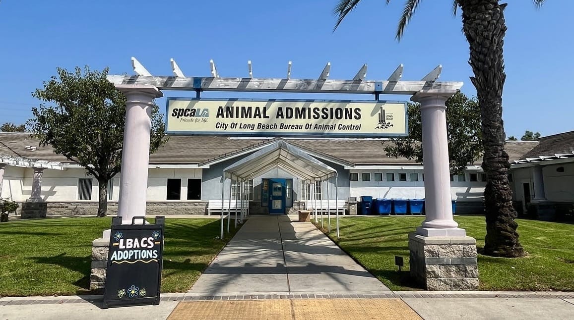 Long Beach animal shelter survives the 2027 budget