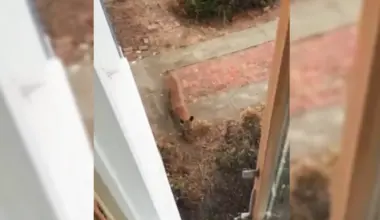 San Francisco Officials Tranquilized a Mountain Lion Roaming City Streets
