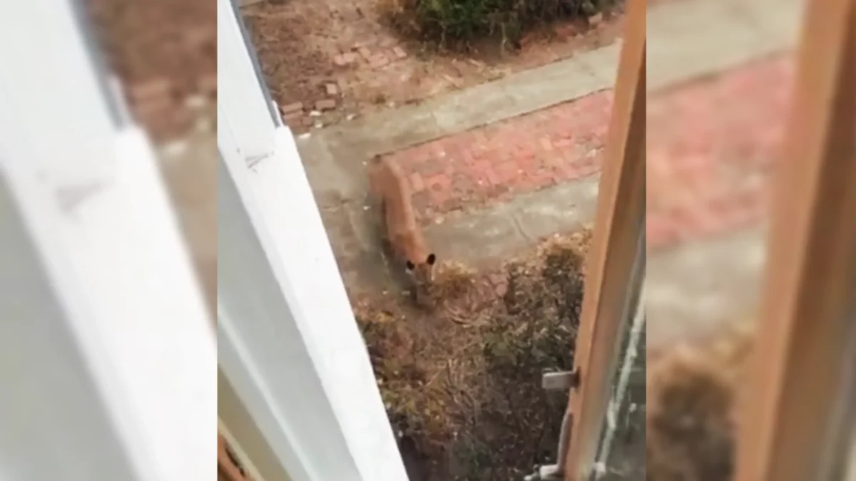 San Francisco Officials Tranquilized a Mountain Lion Roaming City Streets