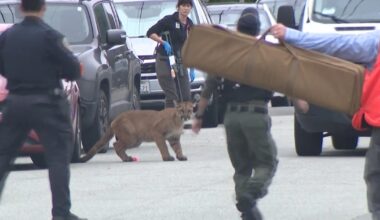 Video shows mountain lion in San Francisco's Outer Sunset District bolting away before being captured