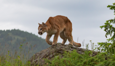 After a Hiker Was Airlifted Off a San Jose Trail, Mountain Lion Warnings Go Up Across the Bay Area