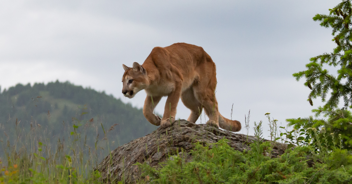 After a Hiker Was Airlifted Off a San Jose Trail, Mountain Lion Warnings Go Up Across the Bay Area