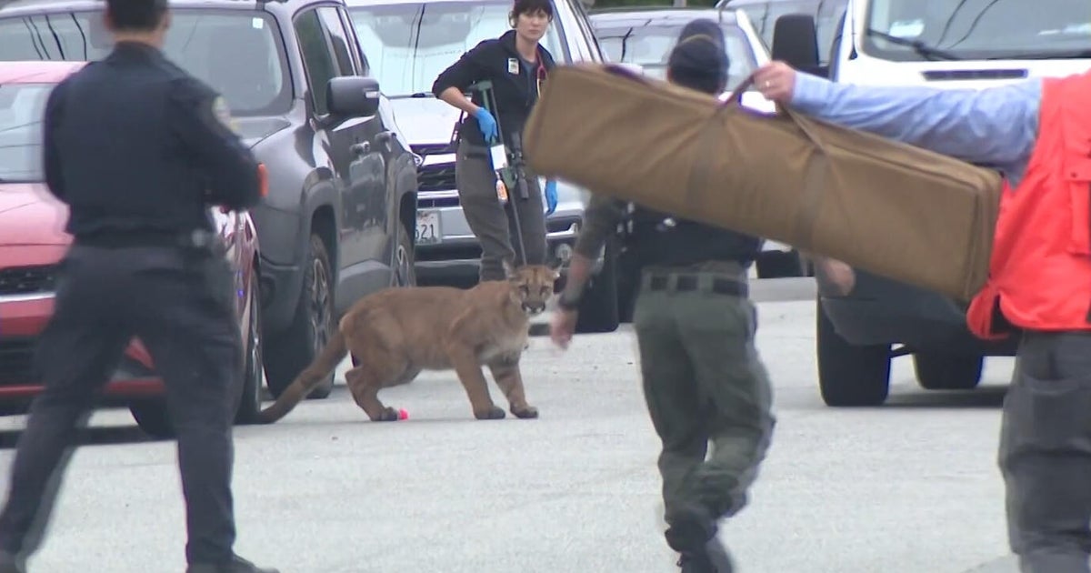 San Francisco mountain lion
