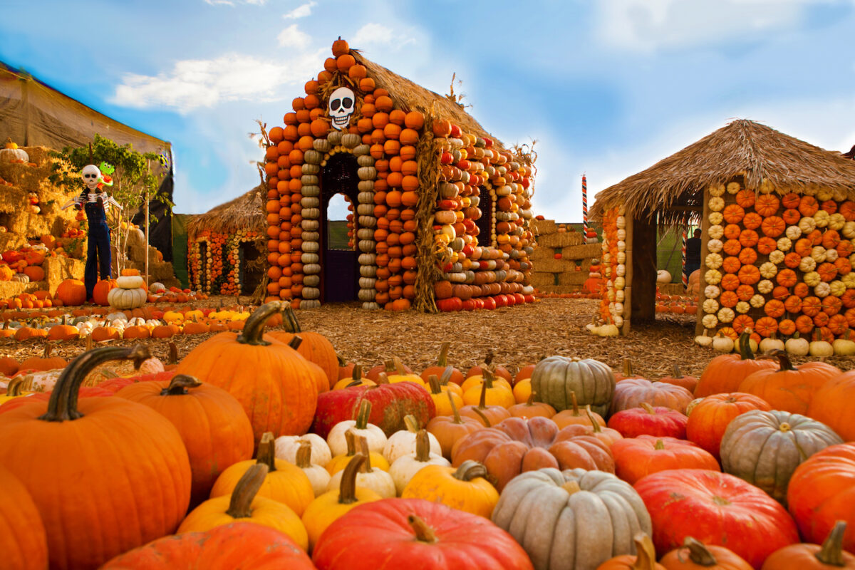 Mr. Bones Pumpkin Patch 2_Images by Pascal Shirley
