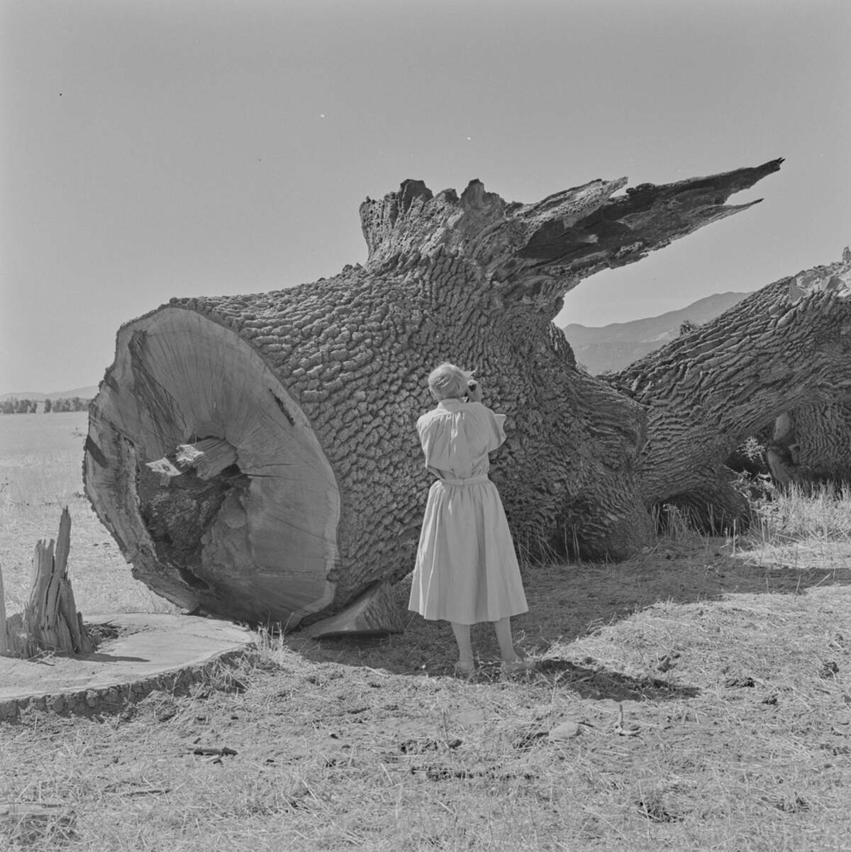 Dorothea Lange photographs a large tree that was felled as the town of Monticello was destroyed to make way for Lake Berryessa in 1956.