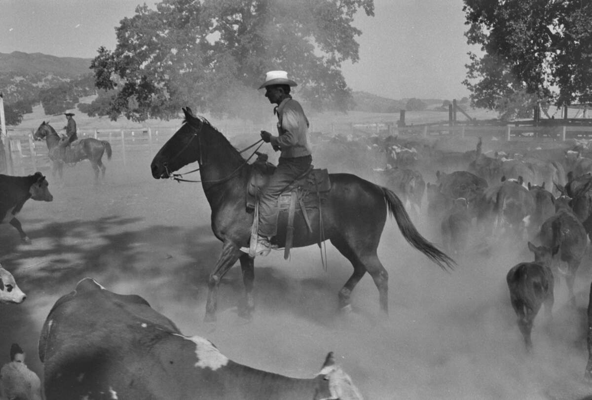 Monticello resident Buck Hannackle rides his horse during cattle roundup at the Ryan ranch in Monticello in 1956.
