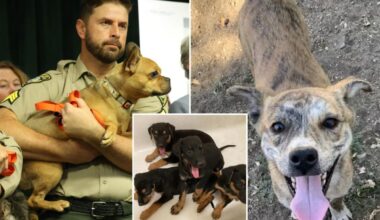 California animal rescuer charged after 300 dogs, cats found in filthy home