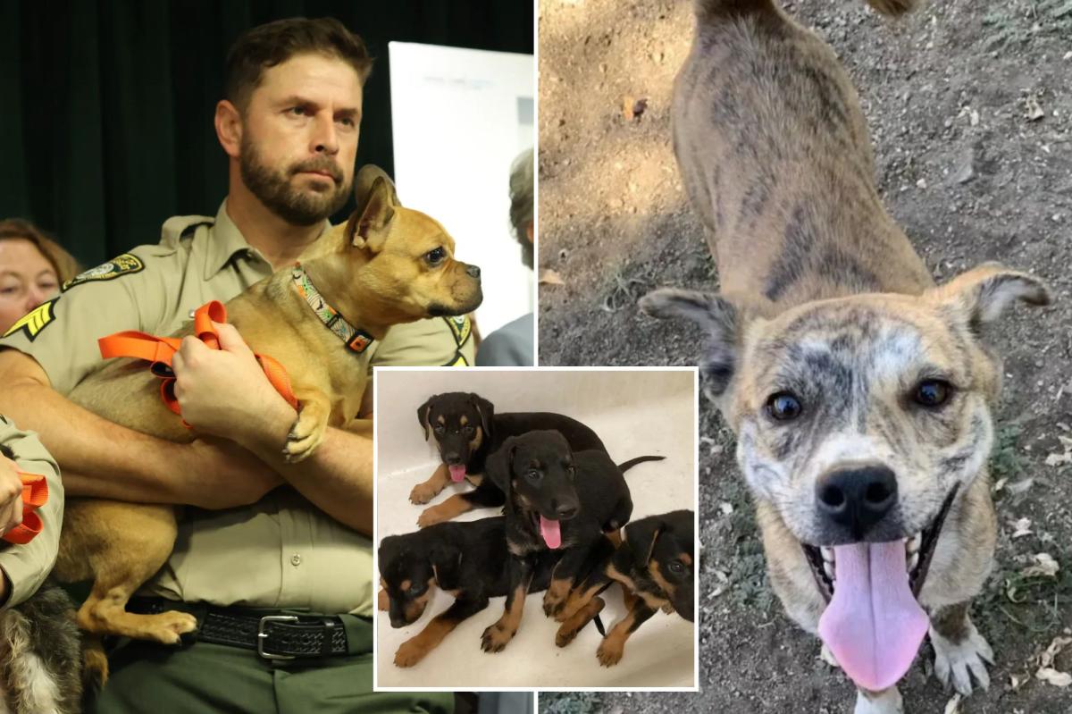 California animal rescuer charged after 300 dogs, cats found in filthy home