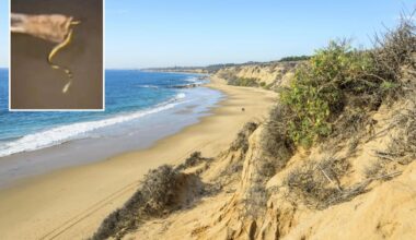 Rare venomous sea snake washes ashore on Orange County beach