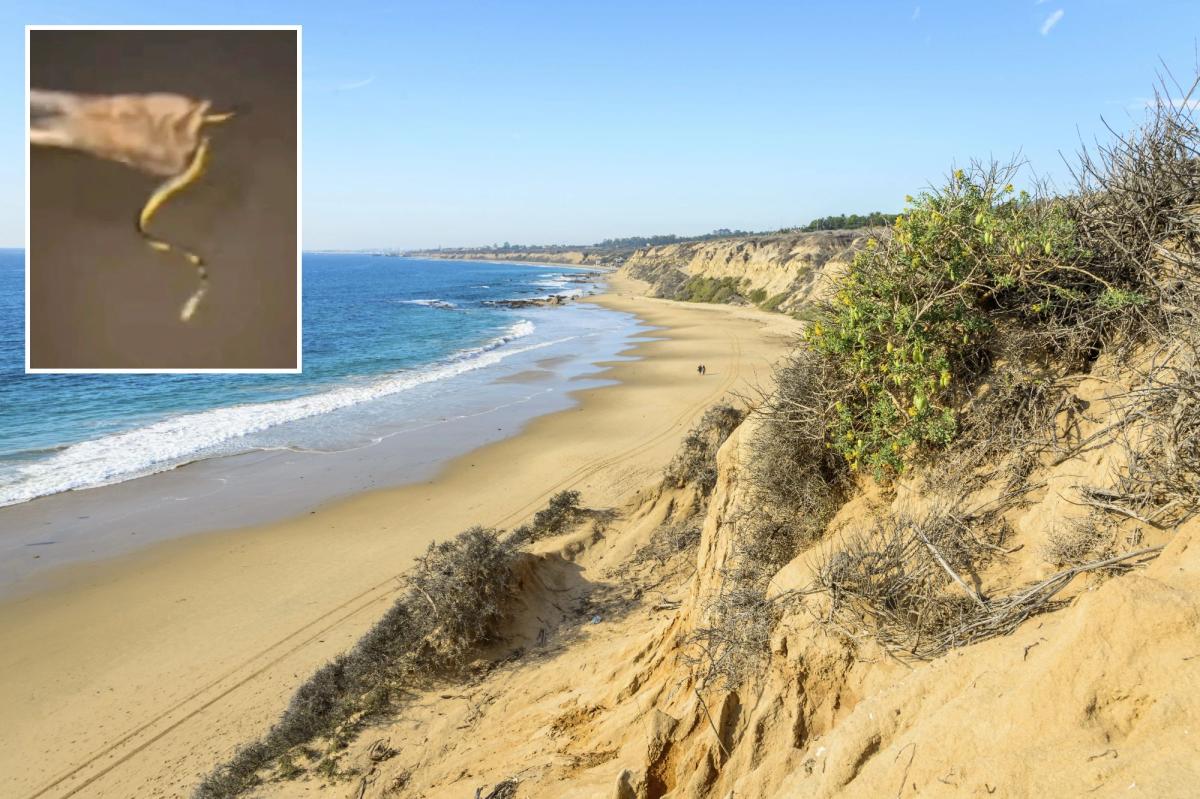 Rare venomous sea snake washes ashore on Orange County beach