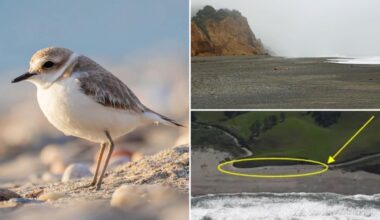 California Coastal Commission looks to close beloved beach park over threatened bird