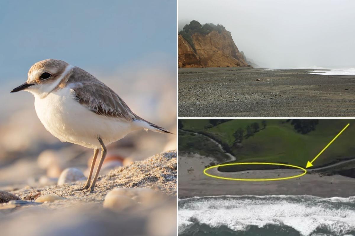 California Coastal Commission looks to close beloved beach park over threatened bird