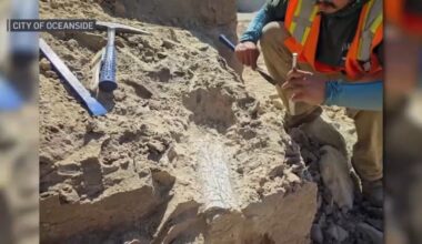 Paleontologist discovers fossils dating back 40-45 million years in Oceanside – NBC 7 San Diego