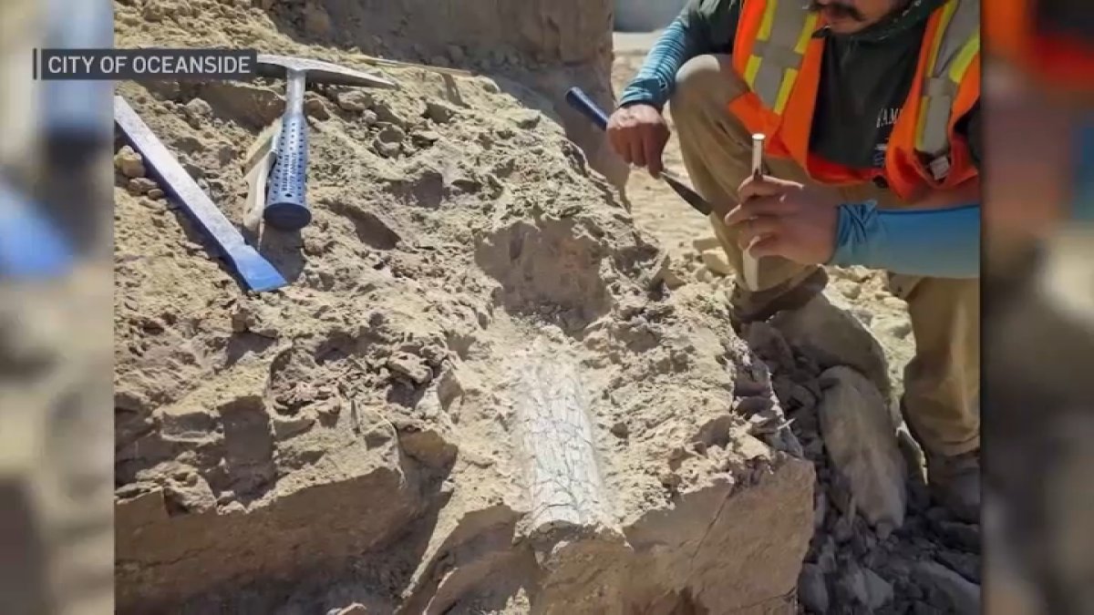 Paleontologist discovers fossils dating back 40-45 million years in Oceanside – NBC 7 San Diego