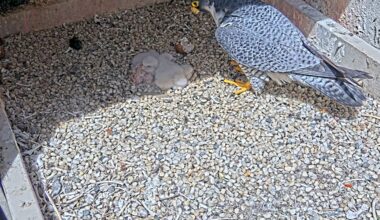 Young peregrine falcon dies weeks after being found injured in Oakland
