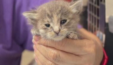 Sacramento animal shelters need foster volunteers as kitten season keeps shelters busy