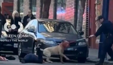 Pit bull attack in San Francisco leaves woman with life-threatening injuries