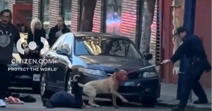 San Francisco dog attack