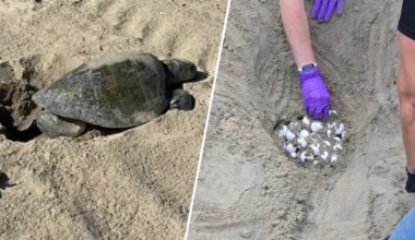 Sea turtle nest eggs moved to Aquarium of the Pacific – NBC Los Angeles