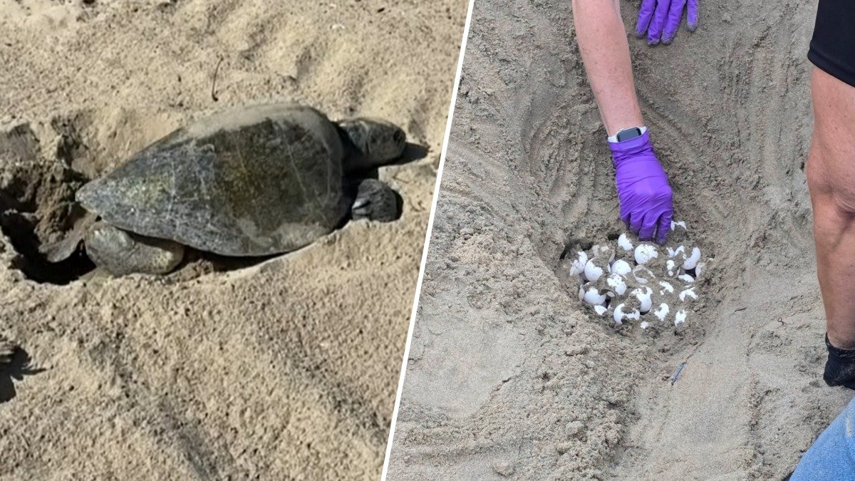 Sea turtle nest eggs moved to Aquarium of the Pacific – NBC Los Angeles