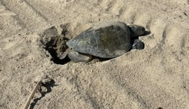 Sea turtle nests on the sand in Seal Beach. See the rare sight – NBC Los Angeles
