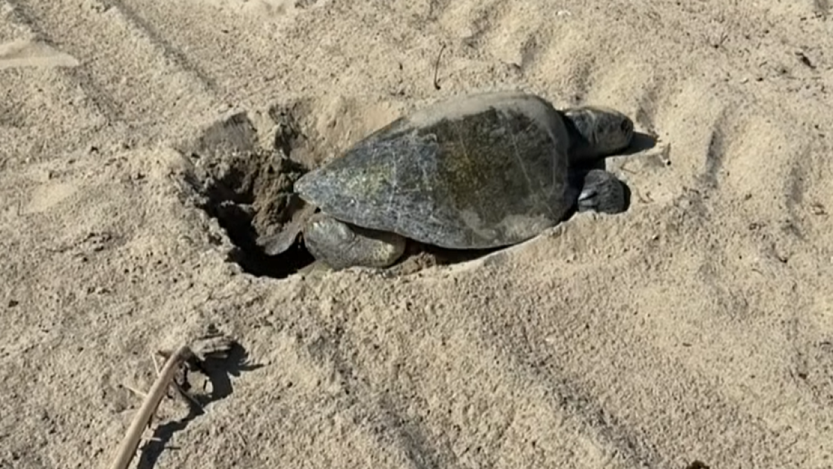 Sea turtle nests on the sand in Seal Beach. See the rare sight – NBC Los Angeles