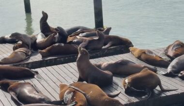 Surge in sick sea lions signals troubling changes in California's coastal waters