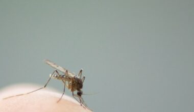 Mosquitos — And Their Diseases — Skyrocket In CA As Recent Rain And Heat Make Matters Worse