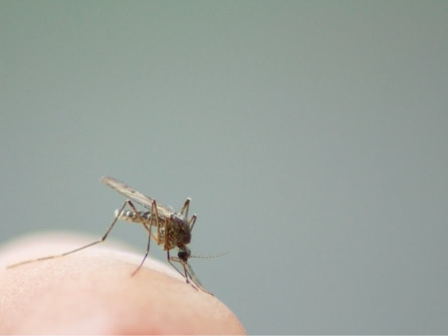 Mosquitos — And Their Diseases — Skyrocket In CA As Recent Rain And Heat Make Matters Worse