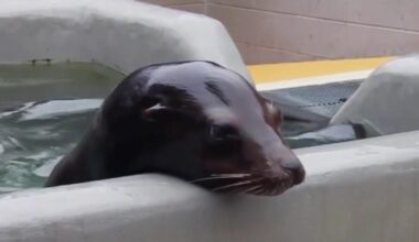 Sick marine mammals are washing ashore along California's coast at alarming rate